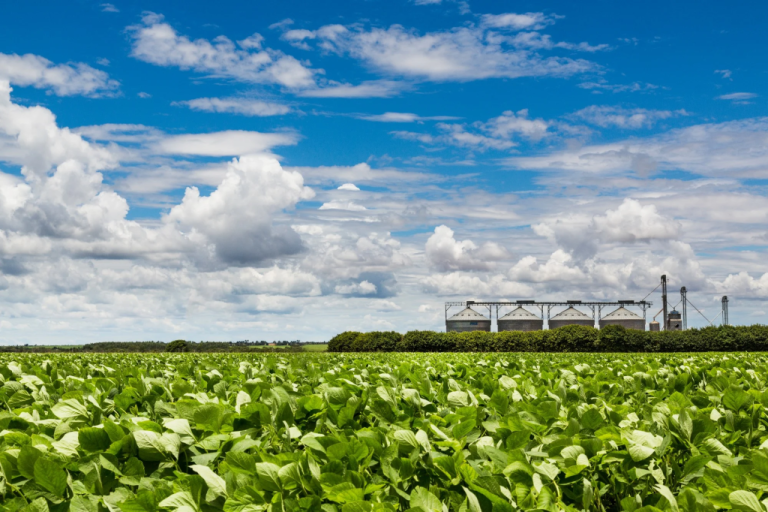 Diversidade e inovação: o papel da mulher na evolução do agronegócio